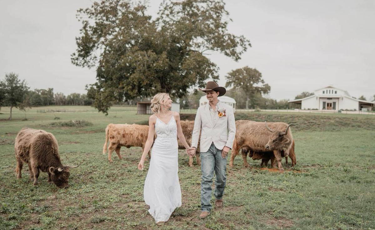 The Mini-Cow, the GoFundMe, and the News Van 16 Novemeber Blog Header